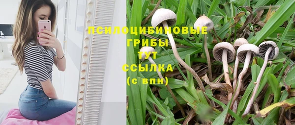 PSILOCYBIN Корсаков