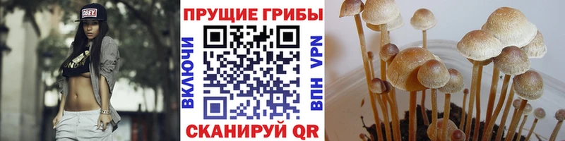 Галлюциногенные грибы Cubensis  Купить  Заволжск 